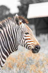 Naklejka premium zebra close up, Fossil Rim Wildlife Center - Glen Rose, Texas, USA 