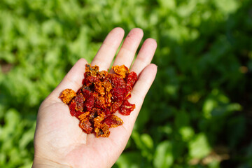 dried chili tomatoes lie in the palm of your hand under the sun, surrounded by a green garden