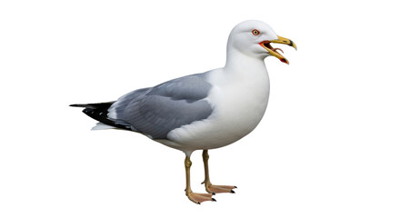 Isolated Seagull