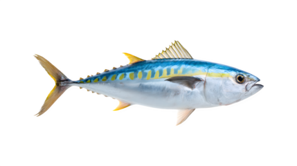 Atlantic bonito fish swimming in the ocean
