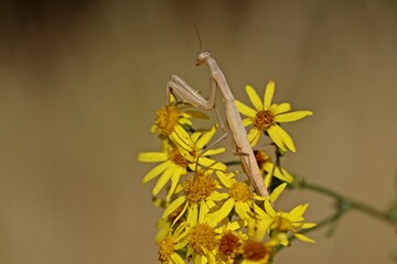 Weibliche subadulte Europäische Gottesanbeterin (Mantis religiosa) an Jakobs-Kreuzkraut
