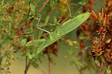 Weibliche Europäische Gottesanbeterin (Mantis religiosa)
an Echtem Johanniskraut (Hypericum perforatum)