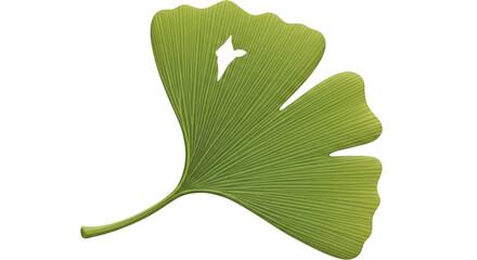 Isolated Ginkgo Leaf