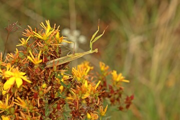 Männliche Europäische Gottesanbeterin (Mantis religiosa)
an Echtem Johanniskraut (Hypericum perforatum)