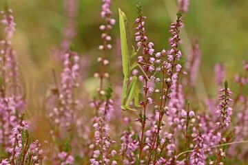 Weibliche Europäische Gottesanbeterin (Mantis religiosa)
an Besenheide (Calluna vulgaris)