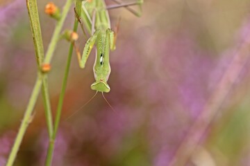 Weibliche Europäische Gottesanbeterin (Mantis religiosa)
an Besenheide (Calluna vulgaris)