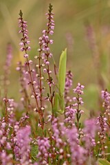 Weibliche Europäische Gottesanbeterin (Mantis religiosa)
an Besenheide (Calluna vulgaris)