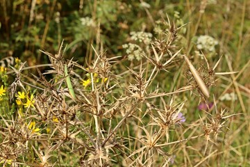 Braune und gr&uuml;ne m&auml;nnliche Europ&auml;ische Gottesanbeterin (Mantis religiosa)
an Feld-Mannstreu (Eryngium campestre)