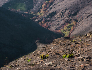 Landscapes devastated by forest fires in Courel Lugo Galicia