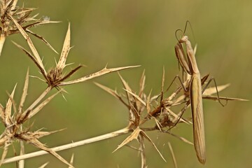 Männliche Europäische Gottesanbeterin (Mantis religiosa)
an Feld-Mannstreu (Eryngium campestre)