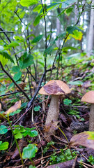 Two mushrooms growing on the forest floor.