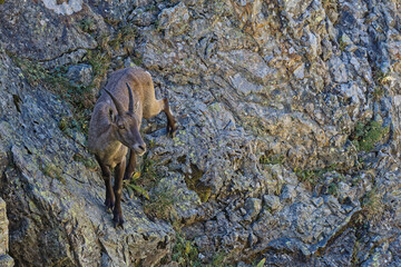 Young ibex on a rocky slope of Belledonne