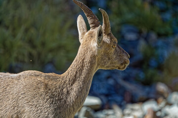 Head and horns of a young ibex looking at the valley below