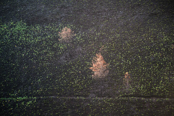 Landscapes devastated by forest fires in Courel Lugo Galicia