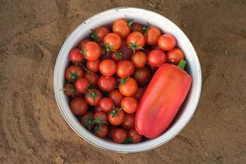 Harvest of cherry tomatoes and red bell peppers in a bowl on a sand. Vegetable food production. Harvesting season time.