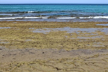 Moss-covered coastal rocks at low tide on a sunny beach in Andalusia. Spain
