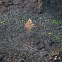 Landscapes devastated by forest fires in Courel Lugo Galicia