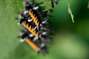 Multiple tiny little caterpillars clinging to a leaf