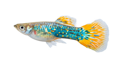 Fototapeta premium Colorful fancy guppies swimming gracefully in water 