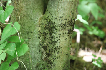木に群がるアリ