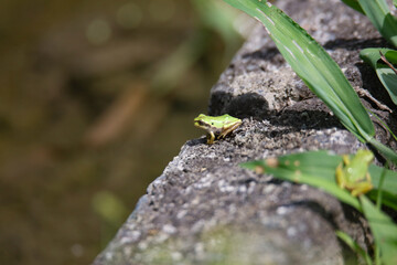 田んぼに棲む蛙