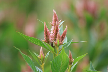 風に揺れるケイトウ