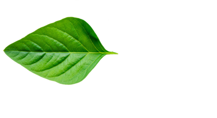 Fresh green leaf foliage plant nature natural growth botanical closeup vibrant detail isolated background on transparent background