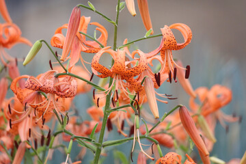 風に揺れるオニユリ