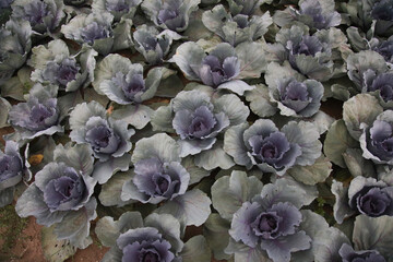 風に揺れるキャベツ畑