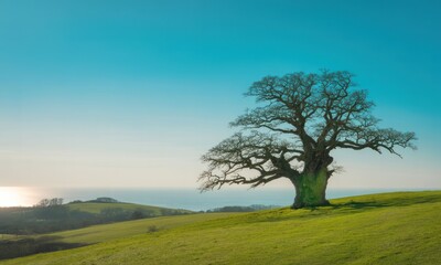 Obraz premium Solitary oak on a grassy hill overlooking ocean