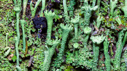 moss on the wall