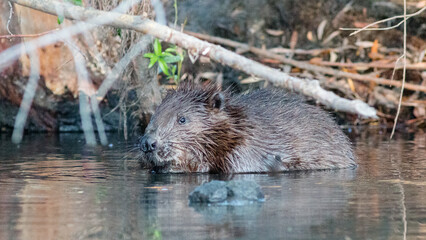 otter in the water