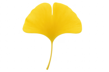Vibrant yellow ginkgo biloba leaf on transparent background