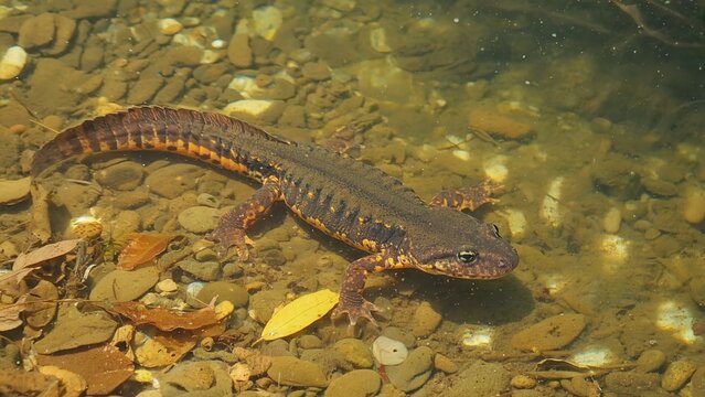 Imperial newt swimming underwater in clear water with rocks and leaves