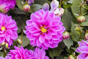Dahlia Flowers in Melbourne Australia
