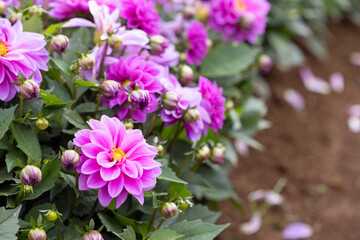 Dahlia Flowers in Melbourne Australia