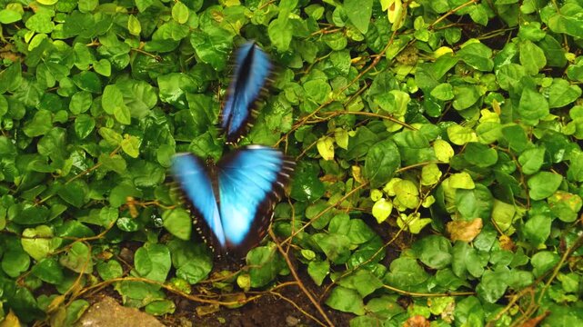 Two morpho butterflies on the ground, surrounded by green leaves of plant, fluttering around each other. 