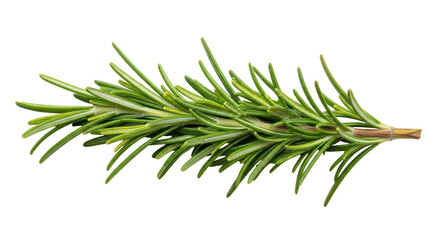 Fototapeta premium Isolated sprig of fresh rosemary