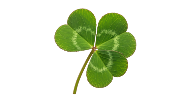 Isolated Four-Leaf Clover