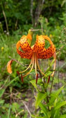 Orange tiger lily in a natural setting