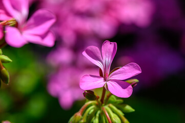 Close-up of blooming pink geranium flowers in Cyprus.
