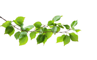 Green leaves on a birch tree branch, isolated against a white background. High-resolution stock photo