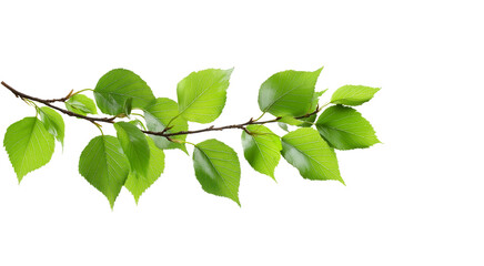 Obraz premium Green leaves on a birch tree branch, isolated against a white background. High-resolution stock photo