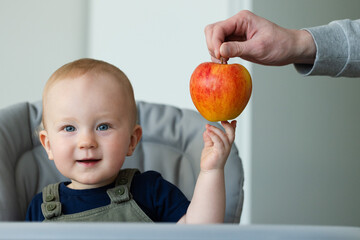 Smiling baby sitting in high chair and holding big ripe apple which the father gives to him.