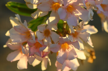 White Oleander Flowers Poisonous Plant in Cyprus