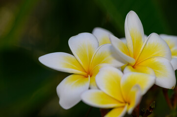 Obraz premium White Plumeria Flowers Blooming on Cyprus Island Against Sky