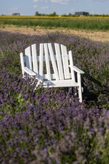 white bench in the park