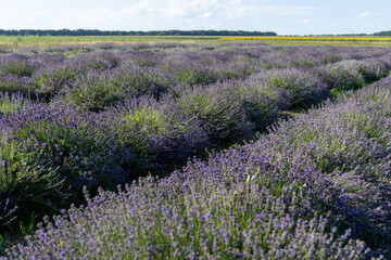 Naklejka premium Lavender field in the summer day