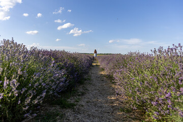 Young girl walking through a lavender field