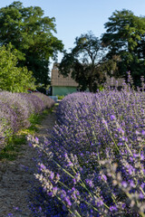 Fototapeta premium Lavender field in the summer day